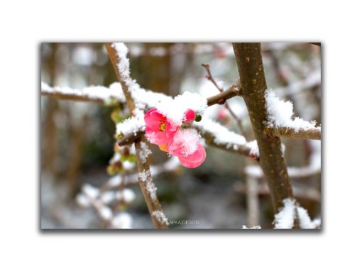 Flower In Snow